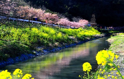 元気半島 ちば 早春 花めぐり特集 千葉県