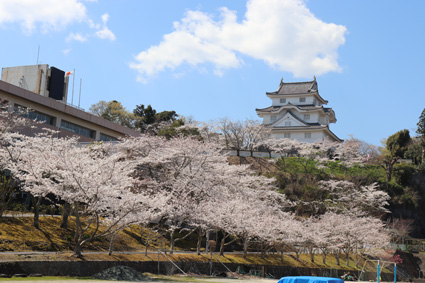 元気半島 ちば お花見スポット特集 千葉県