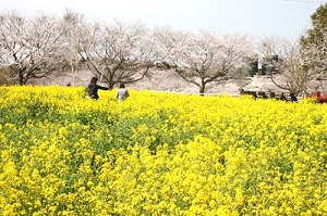 元気半島 ちば 菜の花鑑賞スポット特集 千葉県