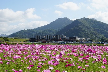 元気半島 ちば コスモス巡り特集 千葉県