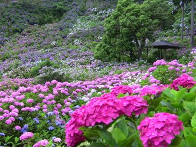 元気半島 ちば アジサイ巡り特集 千葉県