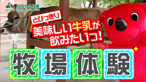 【潜入！チーバくん！】成田ゆめ牧場で、牛の乳しぼり体験！食いしん坊でいたずら好き、好奇心旺盛なチーバくんのお目当ては、新鮮な牧場の牛乳！