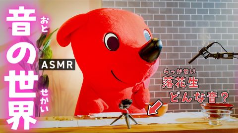 【ASMR】千葉県産落花生で色々な音をならしてみた【心地よい音の世界】