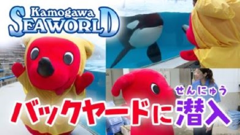 【密着取材】チーバくん！鴨川シーワールドのバックヤードに潜入