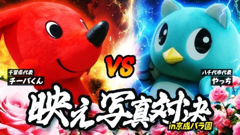 【千葉県vs八千代市】どっちがカワイイ？？京成バラ園で映え写真対決！