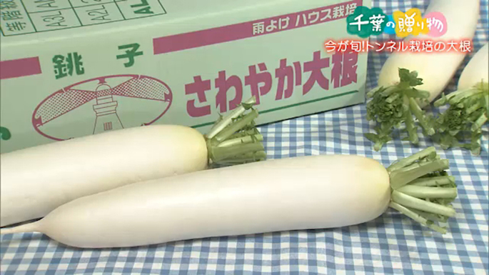 今が旬！トンネル栽培大根 （銚子市）