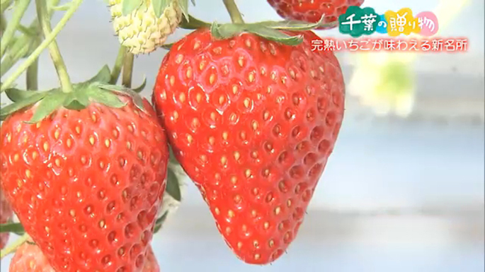 完熟いちごが味わえる新名所（木更津市）