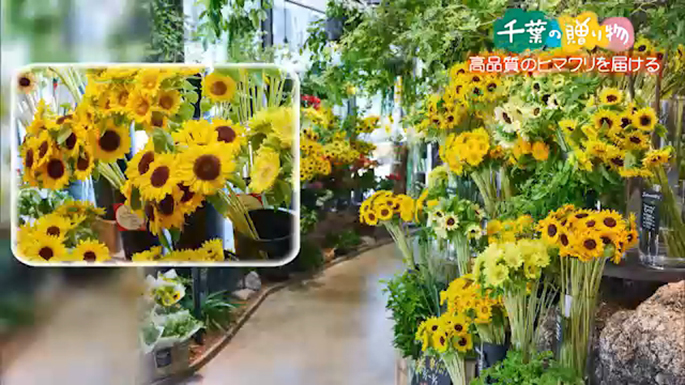 高品質のヒマワリを届ける（館山市）