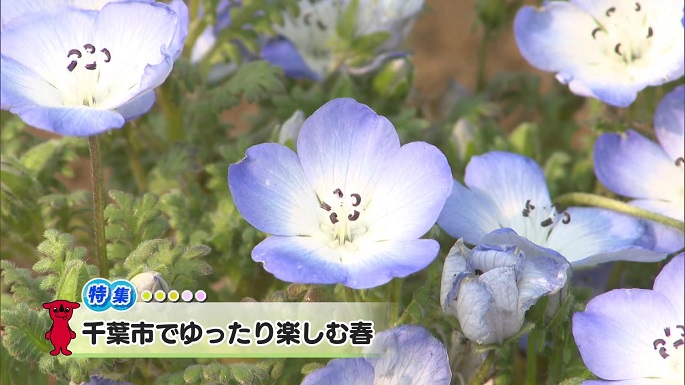 令和7年4月5日放送分(特集)「千葉市でゆったり楽しむ春」／ウィークリー千葉県