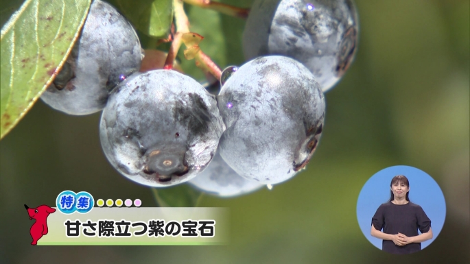 令和8年8月22日放送分「甘さ際立つ紫の宝石」／ウィークリー千葉県
