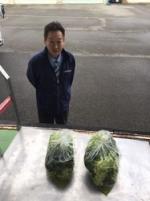 加茂菜漬け