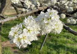 プラムの花