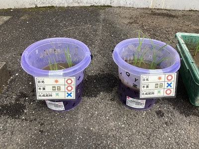 実験で使用したバケツ稲
