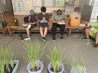 バケツ稲の観察をする生徒