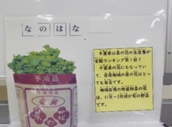 菜の花に関する掲示物