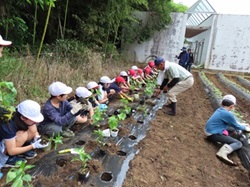 夏野菜の苗植え