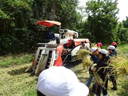 コンバインでの稲刈り