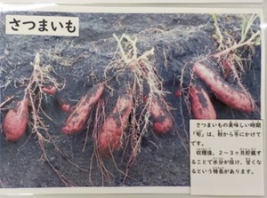 さつまいもに関する掲示物