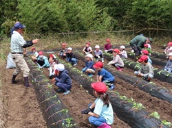 さつまいもの収穫