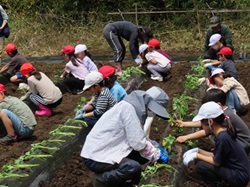 さつまいもの収穫