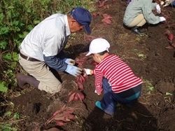 さつまいもの収穫