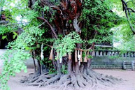 葛飾八幡宮の千本イチョウ