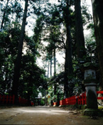 香取神宮の森