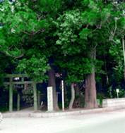 麻賀多神社の森