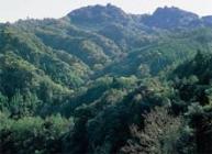 大福山自然林