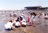 東京湾盤州干潟と東京湾内の潮干狩り