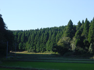 山武市の山武杉のある景観