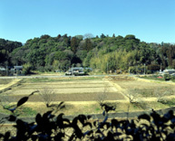 睦沢町妙楽寺の森