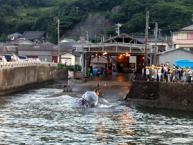 和田浦の鯨