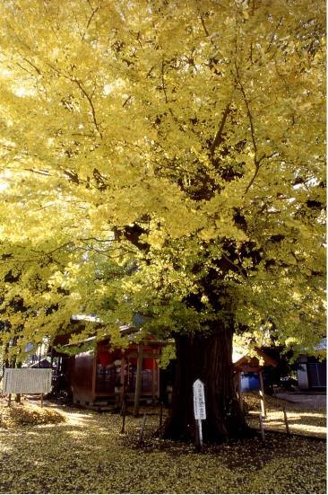 町原大銀杏