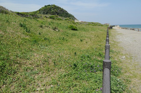 太東海浜植物群落