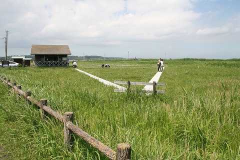 成東 東金食虫植物群落 千葉県