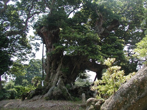 府馬の大クス