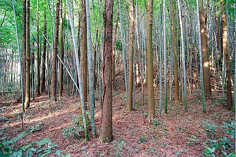 飯籠塚古墳2