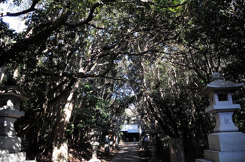 渡海神社の極相林