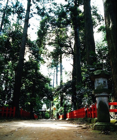 香取神宮の森