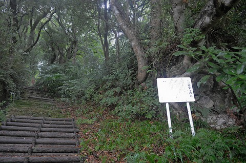 妙楽寺の森