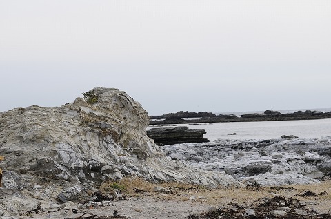 白浜のシロウリガイ化石露頭