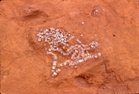 御山遺跡出土玉類