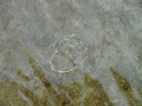 養老川の河床に見られる化石 養老川の河床に見られる化石