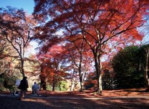 佐倉城跡公園