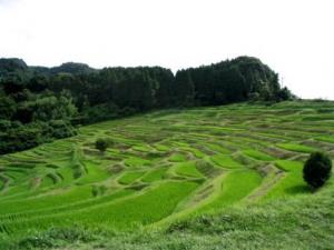 大山千枚田