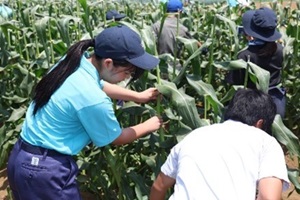 下総高等学校の生徒と香取特別支援学校高等部の生徒が一緒にトウモロコシを収穫する様子