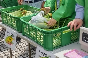君津青葉高校の生徒が育てたトウモロコシの写真