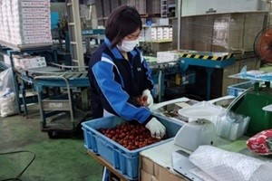 ミニトマトをパッケージに詰める生徒の写真