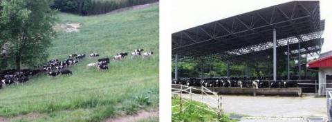 育成牛は傾斜放牧地で放牧され繁殖管理牛群は牛舎施設内で管理されます